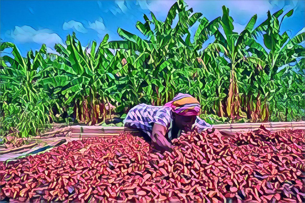 Ghana cocoa rehabilitation