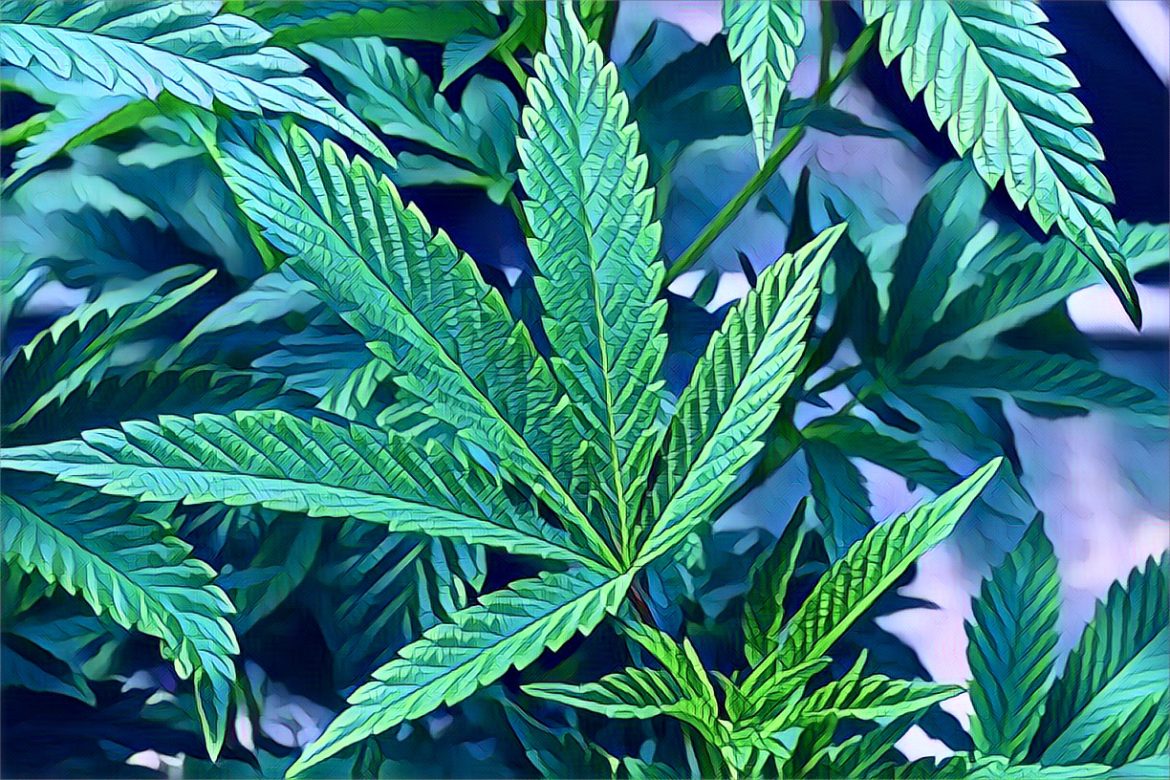 Edited in Prisma app with Leaf fall