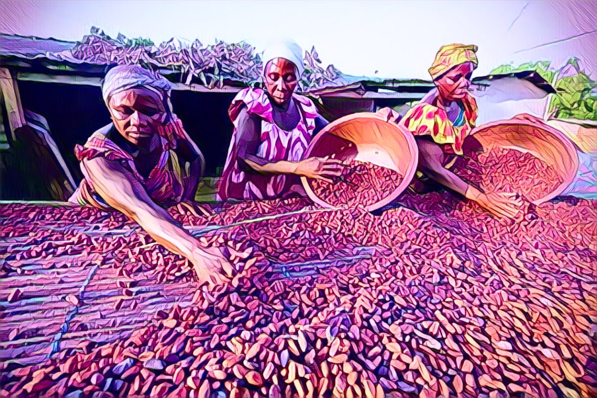 Ghana’s cocoa farmers limit supply in anticipation of price hikes, signaling potential shifts in the global cocoa market. Ghana's cocoa farmers limit supply in anticipation of price hikes, signaling potential shifts in the global cocoa market.