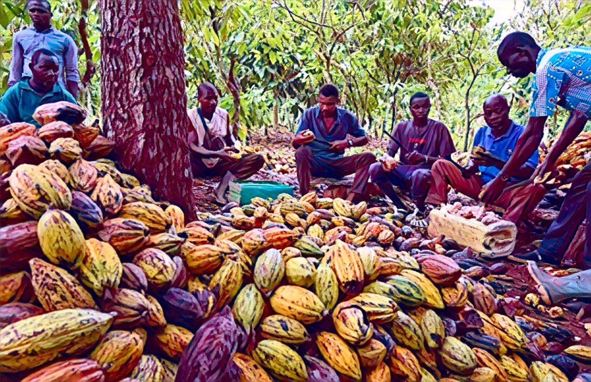 Cocoa Farmers Say They Are Not State Workers – Nana Aduna II fairness in Ghana cocoa pricing