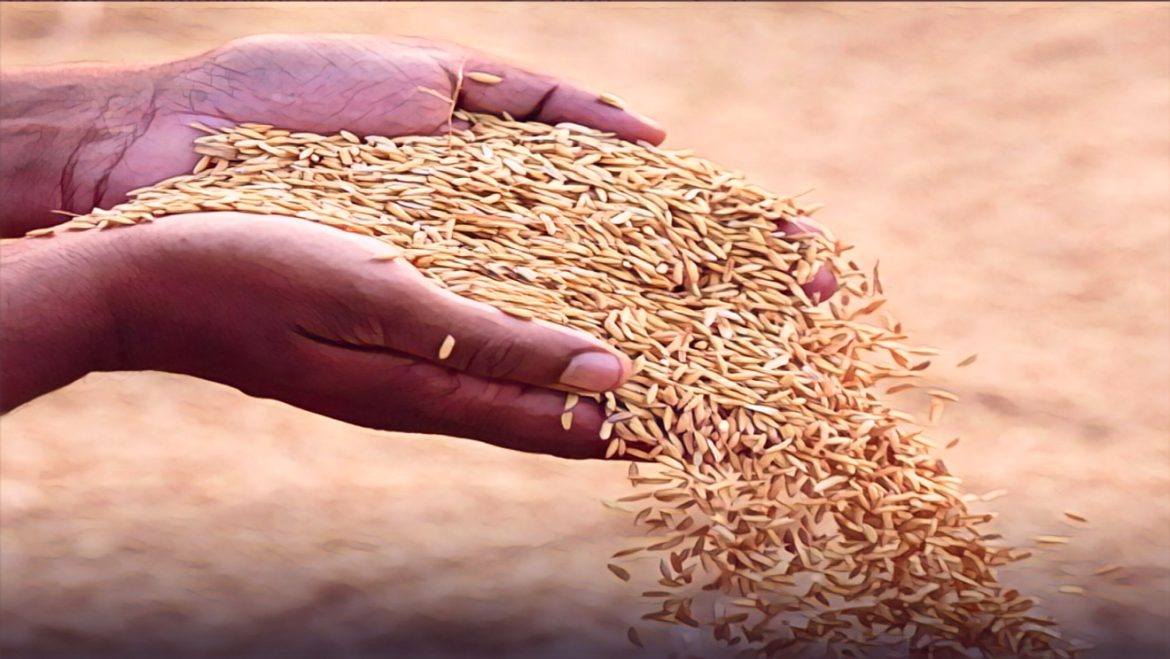 Rice Farmers Struggle With Unsold Stock as New Harvest Begins